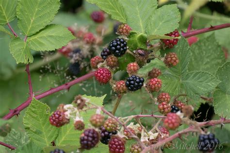 Marion berries | In 49 US States, these are called Blackberr… | Flickr