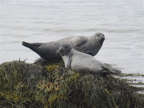 Earless seals, Iceland | Miguel Martín | Flickr