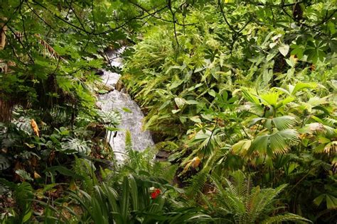 Waterfall in the Rainforest Biome © Steve Daniels :: Geograph Britain and Ireland