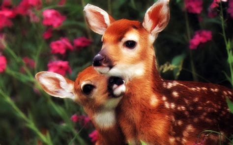 A Doe, A Deer - Flora and Fauna Wallpaper (18591408) - Fanpop