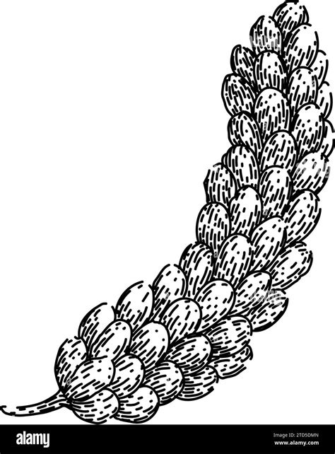 cereal millet sketch hand drawn vector Stock Vector Image & Art - Alamy