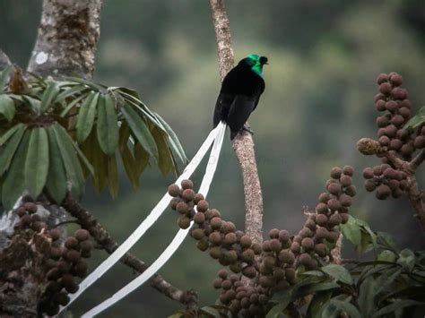 Bird Of Paradise - A-Z Animals