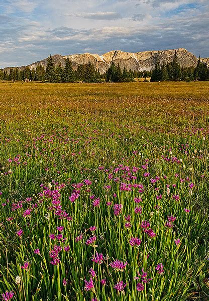 Snowy Range meadow | Snowy Range, Wyoming | Fine Landscape and Nature ...