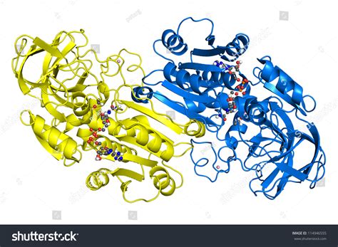 Alcohol Dehydrogenase Crystallographic Structure Subunits Shown Stock Illustration 114946555 ...