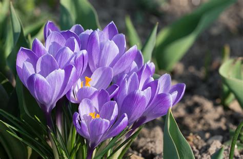 Crocuses: How to Plant, Grow, and Care for Crocus Flowers | The Old Farmer's Almanac