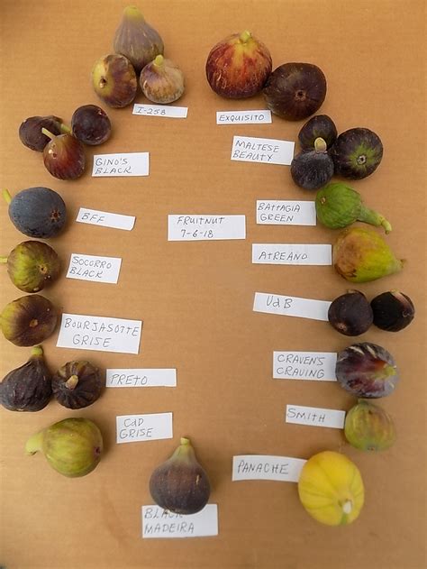 Some pretty pictures of 16 fig varieties ripe now - Pictures! - Growing Fruit