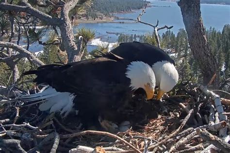 Hatch watch is underway at a California bald eagle nest monitored by a popular online camera ...