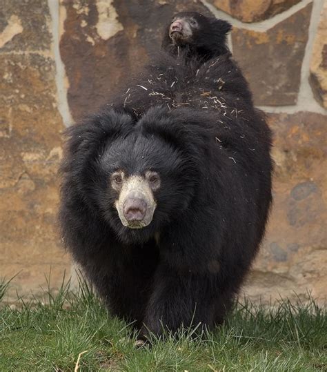 Native to India, Sloth bears are the only Ursids known to carry their young for extended periods ...