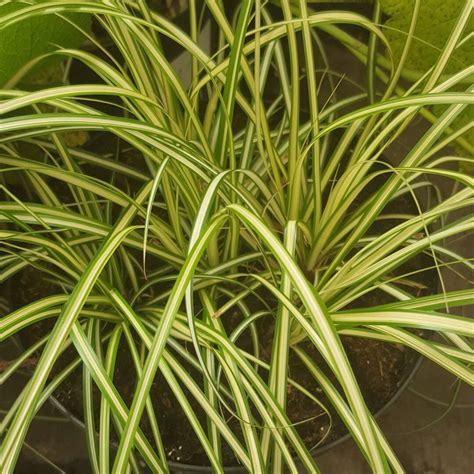 Carex oshimensis 'Evergold' - Vitro Westland