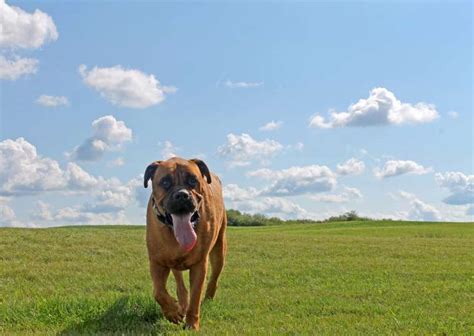 Bullmastiff Breed Information Guide | BARK Post