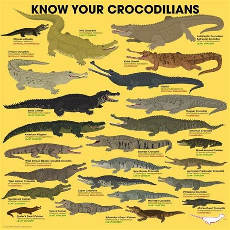 Crocodilian identification | Crocodile species, Saltwater crocodile, Prehistoric animals