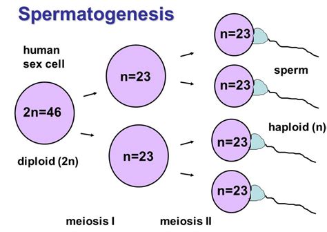 What Is The Point Of Meiosis Ii Considering Meiosis I Already Produced | Free Download Nude ...