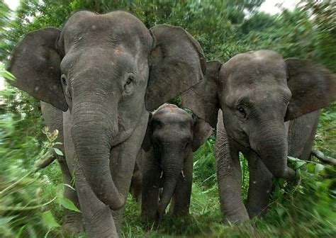 Borneo Elephant