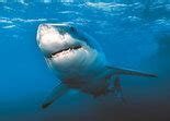 More near-shore sightings of great white sharks on Cape Cod prompts swimming ban - masslive.com