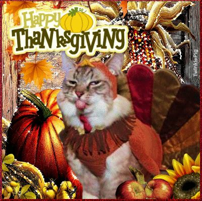 Cat Turkey Happy Thanksgiving Gif Pictures, Photos, and Images for ...