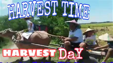 FARMERS HARVESTING PALAY - YouTube