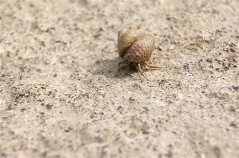 Free photo: Hermit Crab, Shell, Snail, Sea - Free Image on Pixabay - 72506