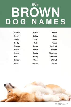 What Is A Good Name For A Brown Dog