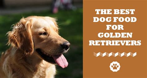 The Ultimate List: Best Dog Food For Golden Retriever