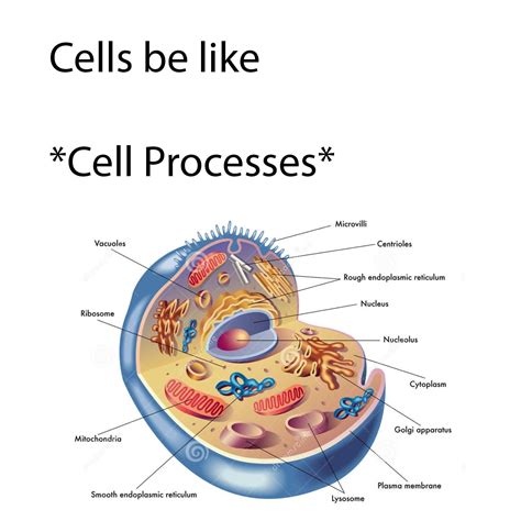 The Mitochondria is the powerhouse of the cell : r/dankmemes