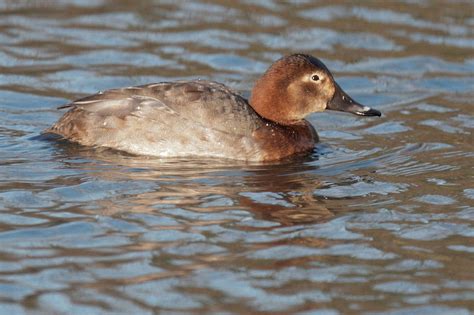 Common Pochard, female photo - Tom Grey photos at pbase.com