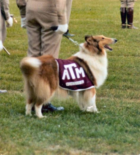 63 best Live Mascots: Reveille of Texas A&M images on Pinterest