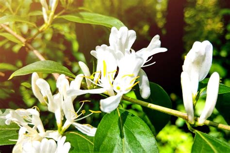 Honeysuckle Flower Meaning & Symbolism: 8 Important Interpretations ...