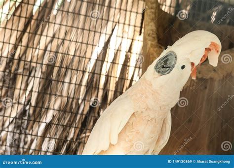 Moluccan Cockatoo in the Cage Stock Image - Image of goffin, crested: 149130869