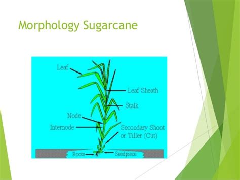 Sugarcane in Malaysia