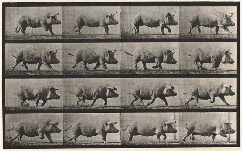 Animal Locomotion, Plate 675 Running Pig | Eadweard Muybridge, Brit