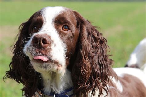 Springer Spaniel Breed Profile - Dream Dogs