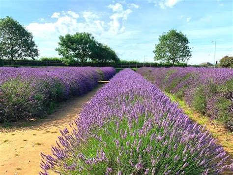 Norfolk Lavender - A Complete Visitor’s Guide | Written by a Local