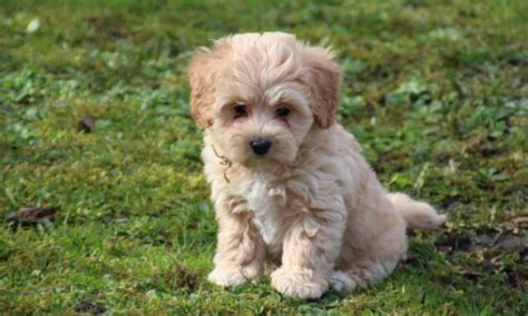 Maltipoo Weight Calculator – Weight Chart Kg | Maltipoo