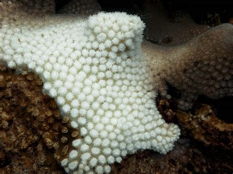 Coral Bleaching - Environmental Issues Concerning Water