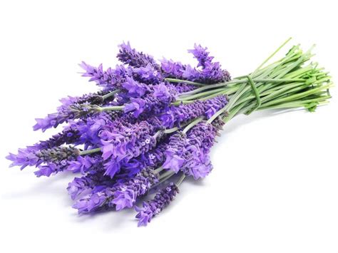 5 Healing Uses for Lavender