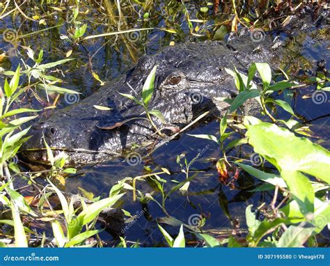 Close Up of the Alligator S Head with Eyes Wide Open Gazing in the Surroundings Stock Photo ...