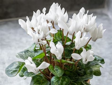 How to Plant, Grow & Care for Cyclamen | Sarah Raven