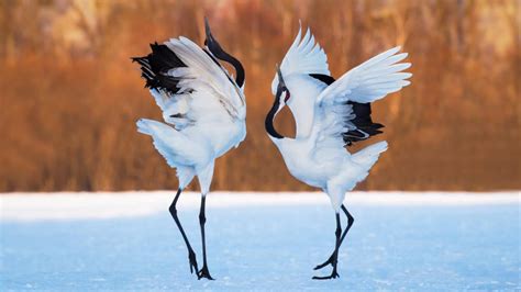 Red-crowned crane dance - backiee