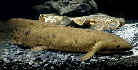 Lungfish - Alchetron, The Free Social Encyclopedia