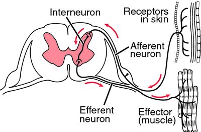 Cough Reflex Pathway