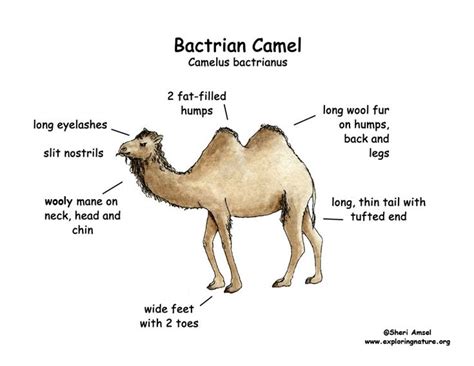 Bactrian Camel | Camel, Bactrian camel, Zoo signage