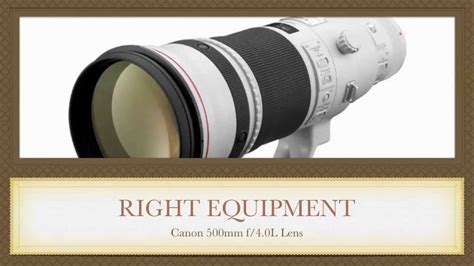 Lens For Wildlife Photography - Best Lens For Wildlife Photography - YouTube