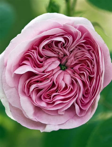 Lush English Roses for Your Garden