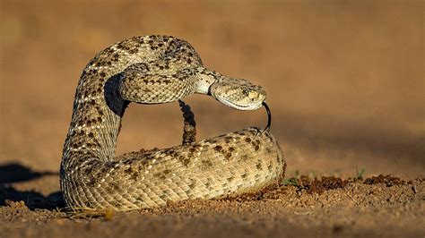 Western Diamondback Rattlesnake | Focal World