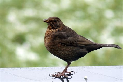 Free photo: Female Blackbird - Audacious, Bird, Black - Free Download - Jooinn