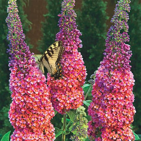 Flowering Rainbow Butterfly Bush Shrubs at Lowes.com