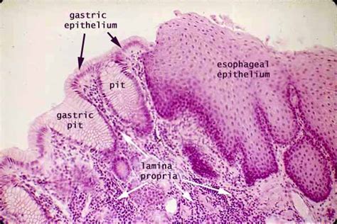 Histology at SIU