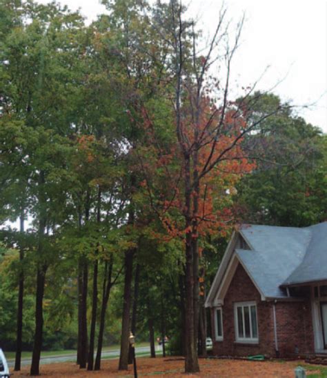 Question: Can tree roots cause damage to a home’s foundation? | Purdue Extension Forestry ...