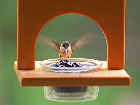 Ruby-throated Hummingbird at grape jelly feeder. - FeederWatch