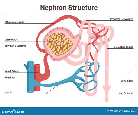 Nephron Structure. Urine Formation Organ, Functional Unit of the Kidney Stock Vector ...